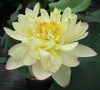 Perry's Super Star Lotus  <br>  Tall /  A real crowd pleaser!