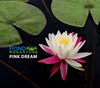 Pink Dream <br> Bi-Color Hardy Water Lily