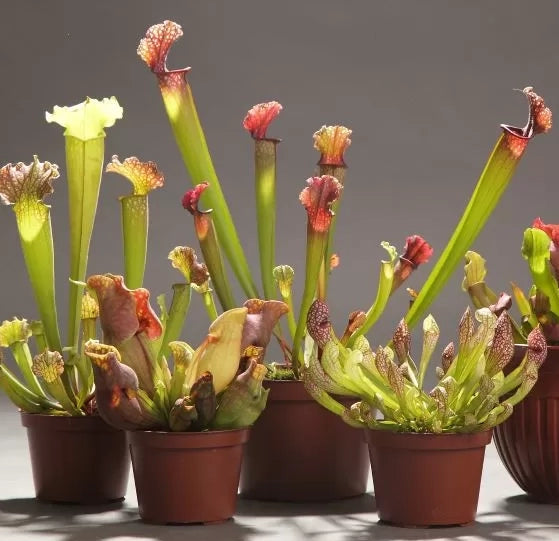 Pitcher Plants, Carniverous (Sarracenia)