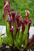 Pitcher Plants, Carniverous (Sarracenia)