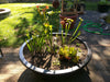 Pitcher Plants, Carniverous (Sarracenia)