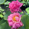 Red River Lotus   <br>   Lush, full blooms!