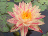 Siam Fantasy - NEW! <br> Winter Hardy Waterlily <br> calathea couture for sale!