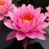 4 Hardy Water Lily Collection