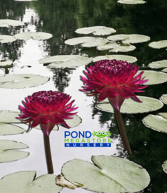 red water lily flower Smile of Thailand Annual Water Lily