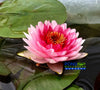 Tanpong Hardy Water Lily