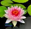Tanpong Hardy Water Lily