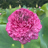Ultimate 1000 Petal Lotus <br>  Lush, rich, full blooms!