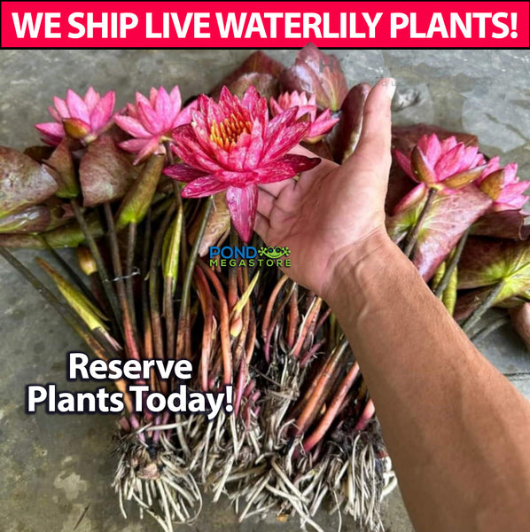 WHOLESALE QUANTITY (12+) Wanvisa Waterlily <br> Award Winning!