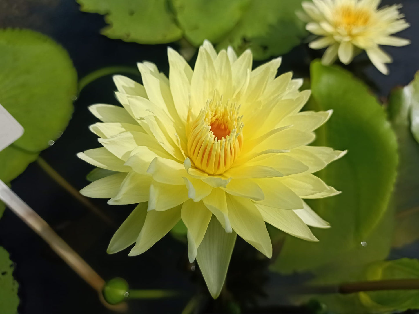 Sup Sothorn (Good Luck) Annual Water Lily - Pond Megastore