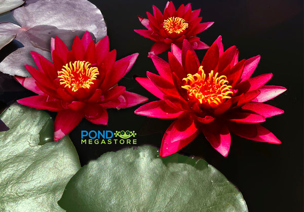 Atropurpurea Waterlily<BR>DARK RED! Winter Hardy<br>Award Winner!