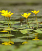 Golden Hearts (Nymphoides lutea) - Ships Spring & Summer