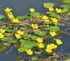 Golden Hearts (Nymphoides lutea) - Ships Spring & Summer