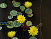 Izia Small Dwarf Hardy Water Lily 6+ WHOLESALE