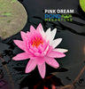 Pink Dream <br> Bi-Color Hardy Water Lily