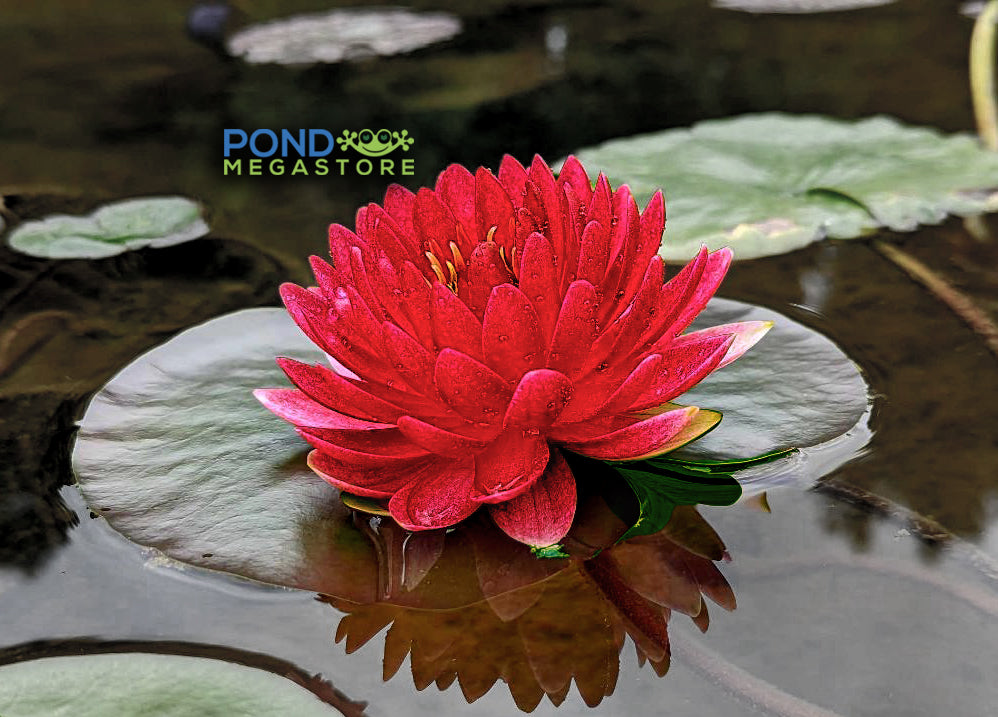 lily ball flower Reine Du Ball Hardy Water Lily – Pond Megastore