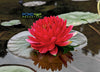 Reine Du Ball <br>Winter Hardy Water Lily