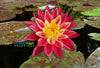 Ring of Fire<br>  New Hardy Water Lily!