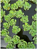 Water Lettuce<br> Fast spreading and most beautiful variety