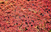 Azolla Caroliniana, Fairy Moss<br> Sold by weight 4oz, Ships April - September