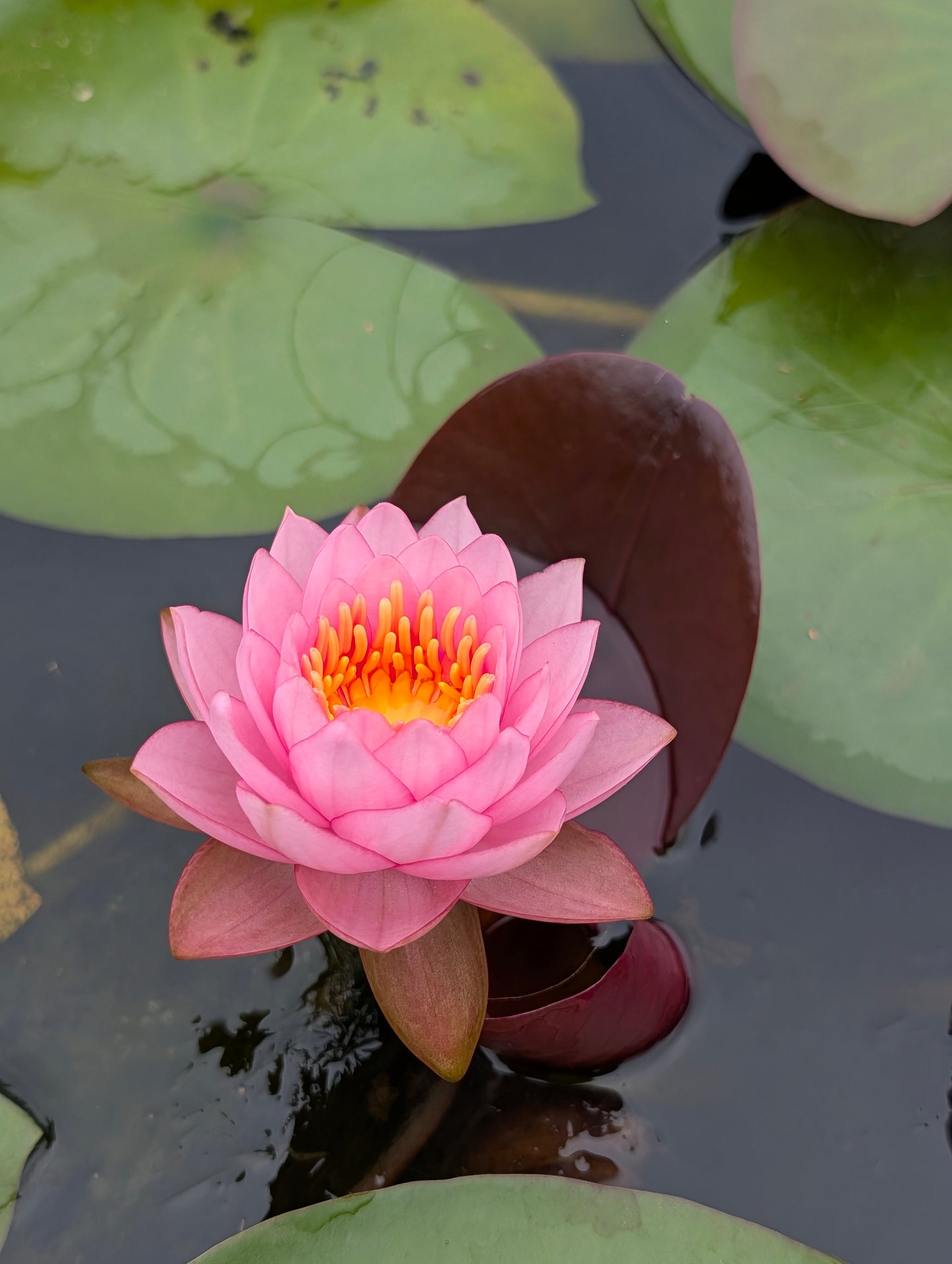 Fandi Hardy Water Lily