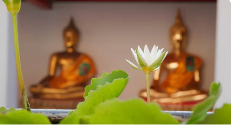 White Lotus of Thailand Annual Water Lily - Pond Megastore