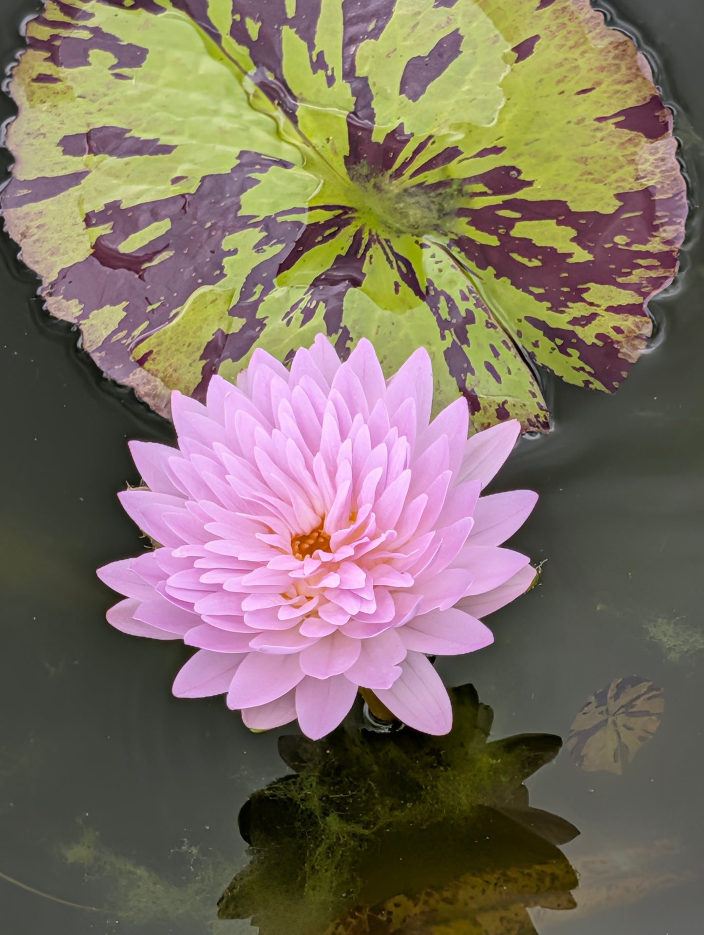 Vîet Tu Blabbers Mouth Annual Water Lily