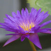 Ultra Violet Water Lily