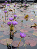 Ultra Violet Water Lily