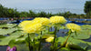 Sasimon - New Very Special Water Lily