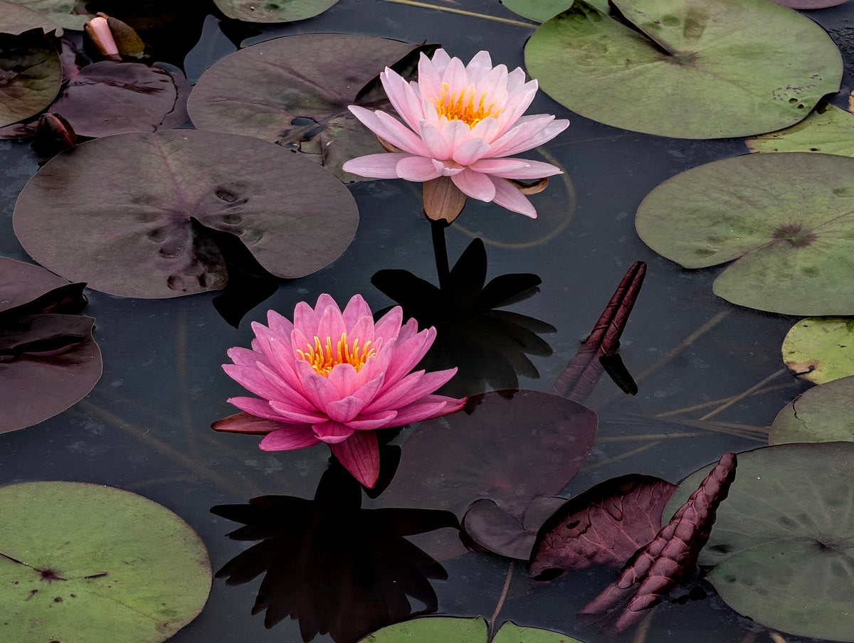 Fandai Hardy Water Lily