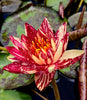 Crimson Fire Water Lily for sale