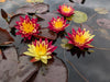 Ring of Fire<br>  New Hardy Water Lily!