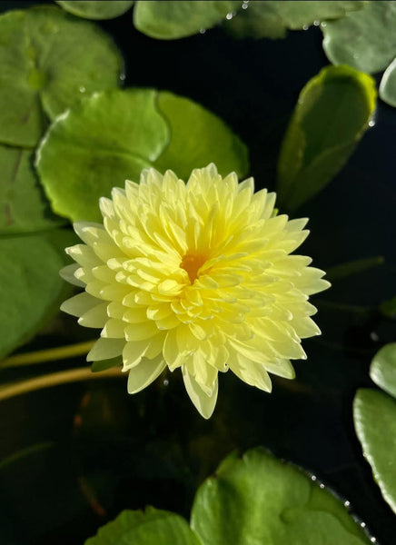 Sasimon - New Very Special Water Lily