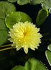 Sasimon - New Very Special Water Lily