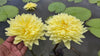 Sasimon - New Very Special Water Lily