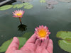 Mae Naeng Noi - Small Annual Water Lily