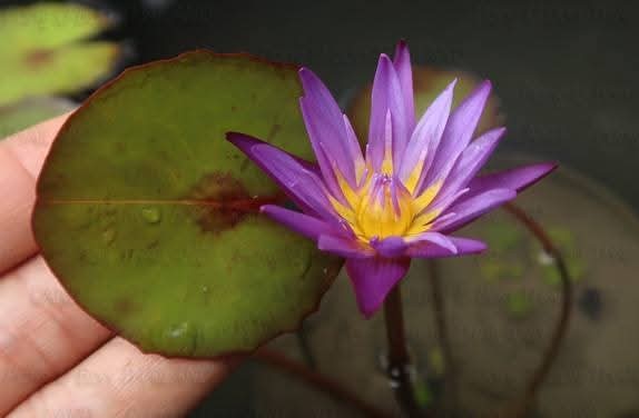Nin Natee Annual Water Lily