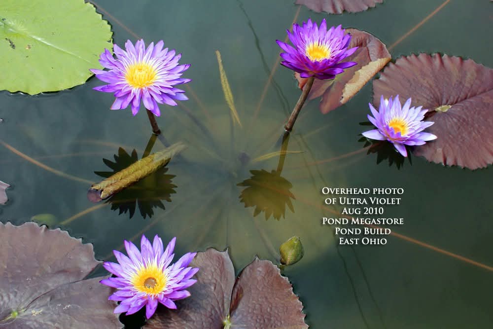 Ultra Violet Annual Water Lily - Pond Megastore