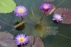 Ultra Violet Water Lily