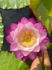 Pink Immutablis Annual Water Lily