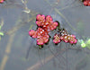 Azolla Caroliniana, Fairy Moss<br> Sold by weight 4oz, Ships April - September