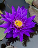 Ultra Violet Water Lily