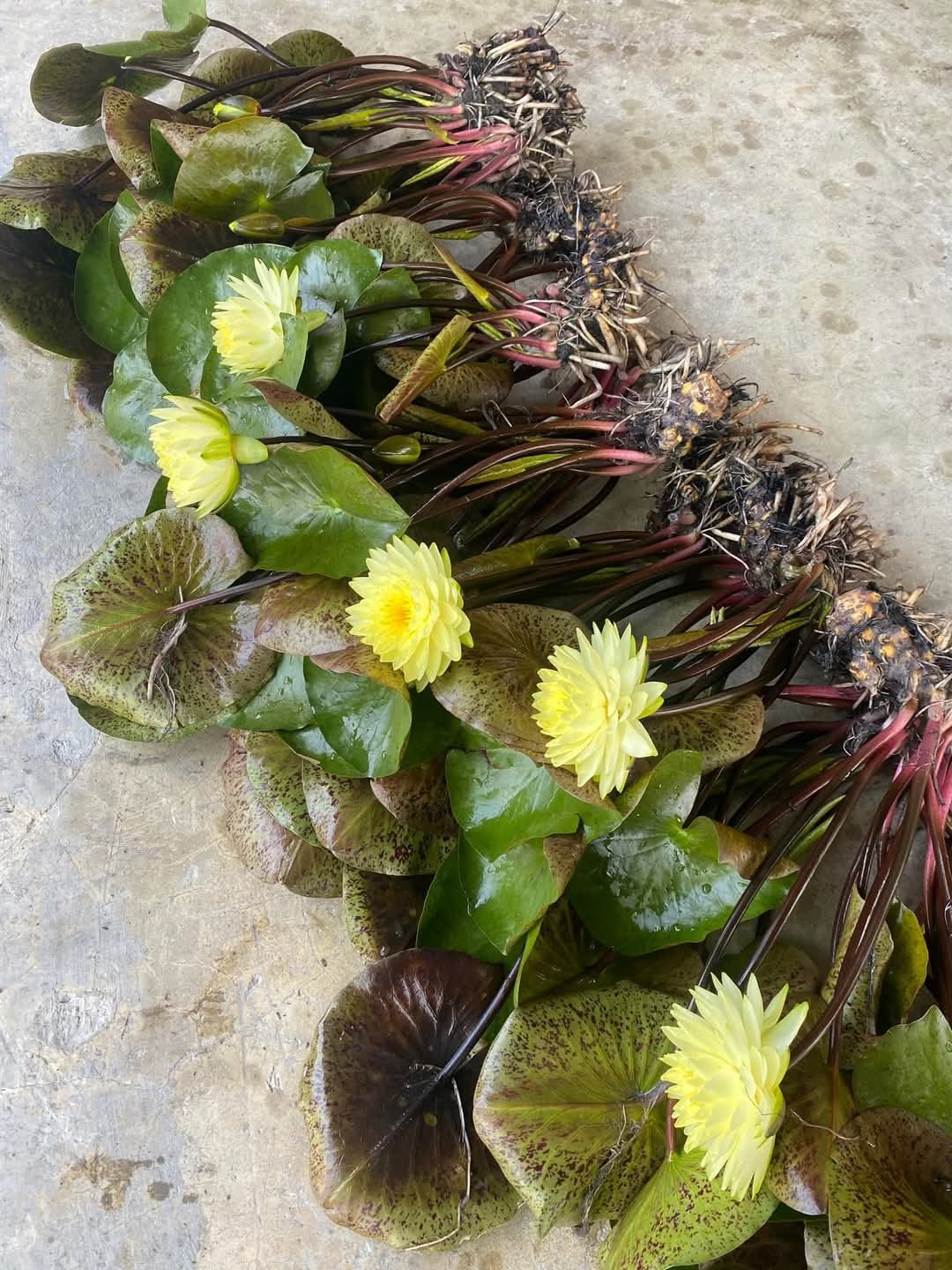 Fragrance & Fortune Hardy Water Lily - Pond Megastore