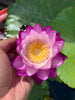 Pink Immutablis Annual Water Lily