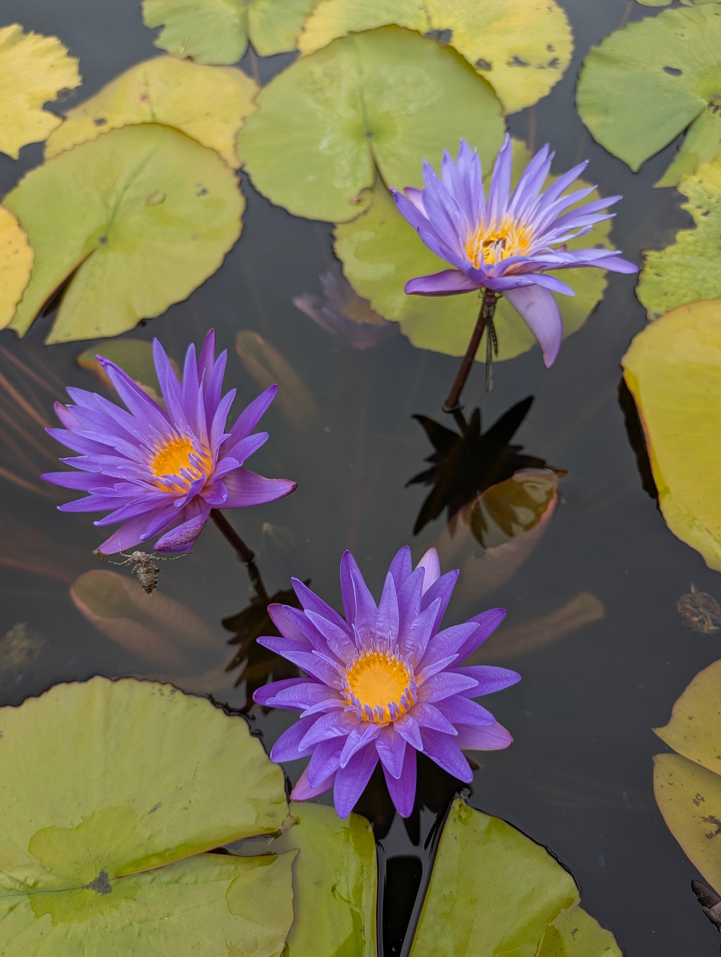 Blue Whistle Annual Water Lily