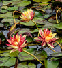 Crimson Fire Water Lily for sale