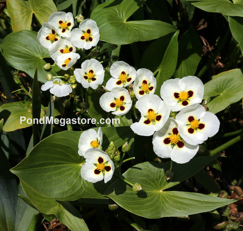 Ruby Eye Arrowhead<br> Customer Favorite - Blooms all Summer!