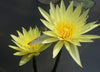 Grower's Choice Yellow Annual Water Lily