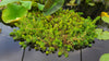 Red Stem Parrot Feather  <br> SHIPS APRIL - October